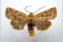 Orrhodia rubiginea var. bulgarica ab. subtigerina Karnoschitzky, 1954 [паратип]