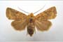 Orrhodia rubiginea var. bulgarica ab. subtigerina Karnoschitzky, 1954 [паратип]