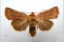 Orrhodia rubiginea var. bulgarica ab. subcompleta Karnoschitzky, 1954 [паратип]