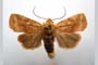 Orrhodia rubiginea var. bulgarica ab. subcompleta Karnoschitzky, 1954 [паратип]