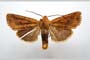 Orrhodia rubiginea var. bulgarica ab. subcompleta Karnoschitzky, 1954 [паратип]