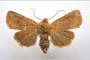 Orrhodia rubiginea var. bulgarica ab. subcompleta Karnoschitzky, 1954 [паратип]