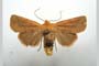 Orrhodia rubiginea var. bulgarica ab. subcompleta Karnoschitzky, 1954 [паратип]