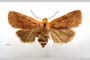 Orrhodia rubiginea var. bulgarica ab. subcompleta Karnoschitzky, 1954 [паратип]
