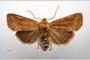 Orrhodia rubiginea var. bulgarica ab. subcompleta Karnoschitzky, 1954 [паратип]