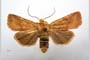 Orrhodia rubiginea var. bulgarica ab. subcompleta Karnoschitzky, 1954 [паратип]