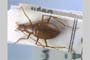 Apholeuonus longicollis pretneri Giachino & V. Guéorguiev, 1995 [холотип]