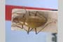 Apholeuonus insignis Giachino & V. Guéorguiev, 1995 [холотип]