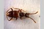 Batrisodes mitovi Besuchet&Bekchiev, 2007 [paratype]