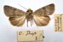 Agrotis lucernea bureschi Tuleschkow, 1932 [синтип]