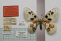 Parnassius apollo var. (ab.) rhodopensis Markowitsch, 1910 [не е тип]