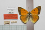Colias myrmidone balcanica Rebel, 1901 [паралектотип]