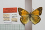 Colias myrmidone balcanica Rebel, 1901 [паралектотип]