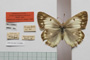 Colias myrmidone balcanica Rebel, 1901 [паралектотип]