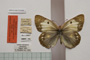 Colias myrmidone balcanica Rebel, 1901 [паралектотип]