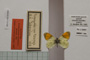 Euchloe gruneri macedonica Buresch, 1921 [лектотип]