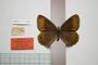 Erebia ligea ab. borisi Buresch, 1912 [не е тип]