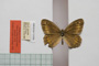 Satyrus arethusa strumata Buresch, 1919 [паралектотип]