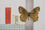 Satyrus arethusa strumata Buresch, 1919 [paralectotype]