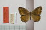 Satyrus arethusa strumata Buresch, 1919 [paralectotype]