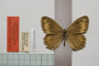 Satyrus arethusa strumata Buresch, 1919 [paralectotype]