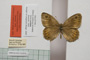 Satyrus arethusa strumata Buresch, 1919 [paralectotype]