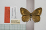 Satyrus arethusa strumata Buresch, 1919 [paralectotype]