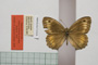 Satyrus arethusa strumata Buresch, 1919 [paralectotype]
