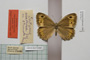 Satyrus arethusa strumata Buresch, 1919 [lectotype]