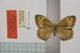 Satyrus arethusa strumata Buresch, 1919 [paralectotype]