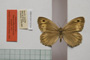 Satyrus arethusa strumata Buresch, 1919 [paralectotype]