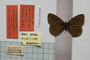 Erebia tyndarus macedonica Buresch, 1919 [paralectotype]
