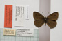 Erebia tyndarus macedonica Buresch, 1919 [paralectotype]
