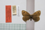 Erebia tyndarus macedonica Buresch, 1919 [paralectotype]