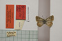 Lycaena orbitulus rebeli Tuleschkow, 1932 [синтип]