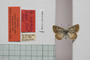 Lycaena orbitulus rebeli Tuleschkow, 1932 [синтип]