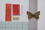 Lycaena orbitulus rebeli Tuleschkow, 1932 [синтип]