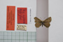 Lycaena orbitulus rebeli Tuleschkow, 1932 [синтип]