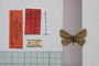 Lycaena orbitulus rebeli Tuleschkow, 1932 [синтип]