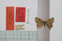 Lycaena orbitulus rebeli Tuleschkow, 1932 [синтип]