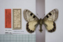 Doritis apollinus thracica Buresch, 1915 [паралектотип]