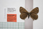 Erebia cassioides kinoshitai Beshkov, 1996 [паратип]