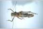 Poecilimon bulgaricus Andreeva, 1980 [paratypes]