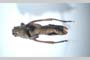 Poecilimon affinis rilensis Peshev, 1980 [syntype]