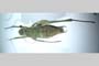 Isophya rammei Peshev, 1981 [holotype]