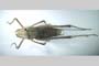 Isophya kisi Peshev, 1981 [holotype]
