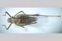 Isophya pravdini adamovici Peshev, 1985 [holotype]