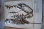 Acanthus ponticus D. Jord. [холотип]