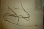 Secale rhodopaeum Guss. [isotype]