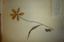 Tulipa aureolina Delip. [isotype]